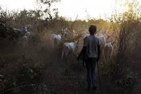 Benue Under Fire: Nigerians Demand End to Herder-Farmer Killings